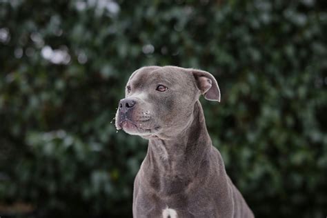 American Staffordshire Terrier Lifespan - What to Expect & How to Help ...
