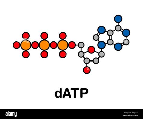 Deoxyadenosine triphosphate (dATP) nucleotide molecule. DNA building ...