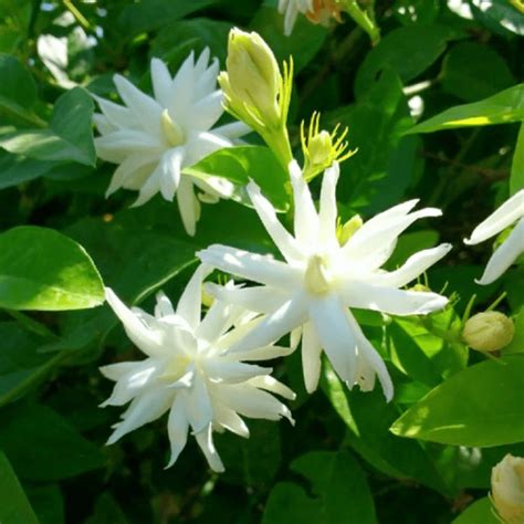 Phylum Of Jasmine Flower