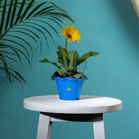 TrustBasket Blossom Pot 6-inch Table Top Planter Pot (Pack of 4)