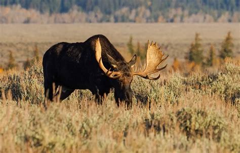 Wallpaper big, canada, animal, wildlife, moose, male for mobile and ...