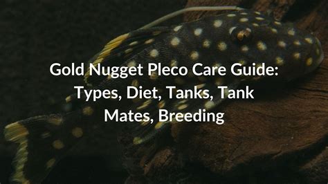Gold Nugget Pleco Care Guide: Types, Diet, Tanks, Tank Mates, Breeding
