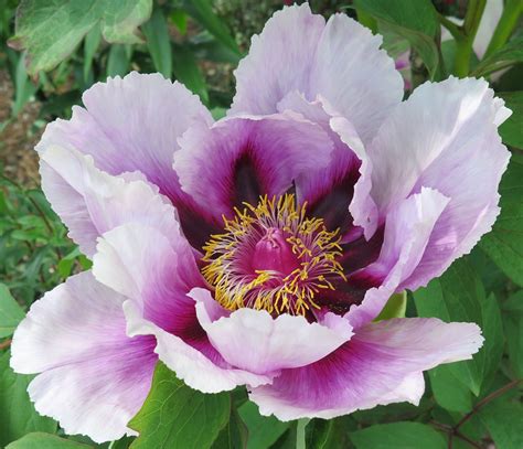 Japanese Peony Flower Bowl Of Beauty Peony – Brecks Canada