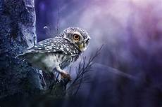 Best Owl Wallpaper by Owl Wallpapers Top Free Owl Backgrounds Wallpaperaccess Best Owl Wallpaper