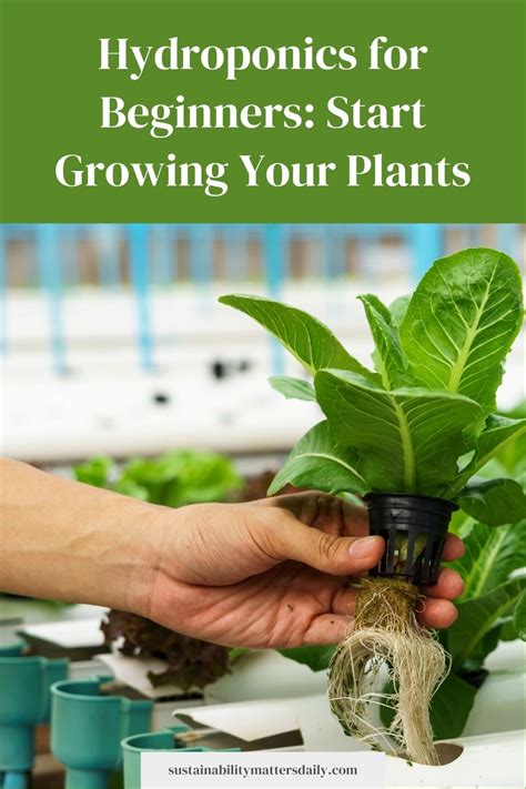 Basic Hydroponics for Beginners 的图像结果