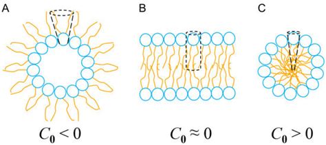 Antibiotics | Special Issue : Structure and Function of Antimicrobial ...
