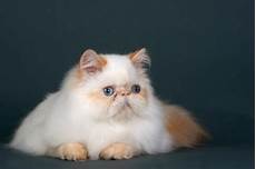 gatti persiani vendo gatto pelo lungo persiano tutto ze 29766 gatti persiani vendo gatto pelo lungo persiano tutto ze 29766