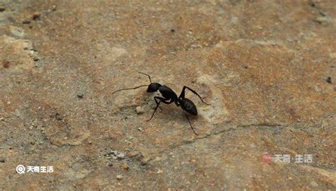 蚂蚁搬家的过程 蚂蚁是怎么搬家的 - 天奇生活