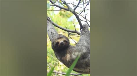 Image result for Sloth Laugh Zootopia