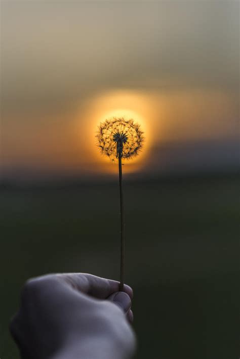 💙 Sunsets and dandy lions on 500px by Richard Johnson, Orlando, USA ☀  NIKON D600-f/1.8-1/4000s-85mm-iso100,... – @wowtastic-nature on Tumblr