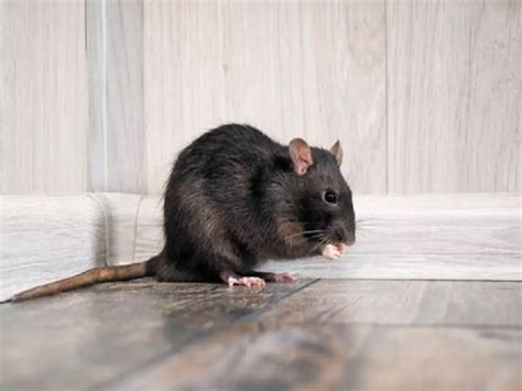 Relax! There Is Treatment For Hantavirus And Chances Of You Getting It ...
