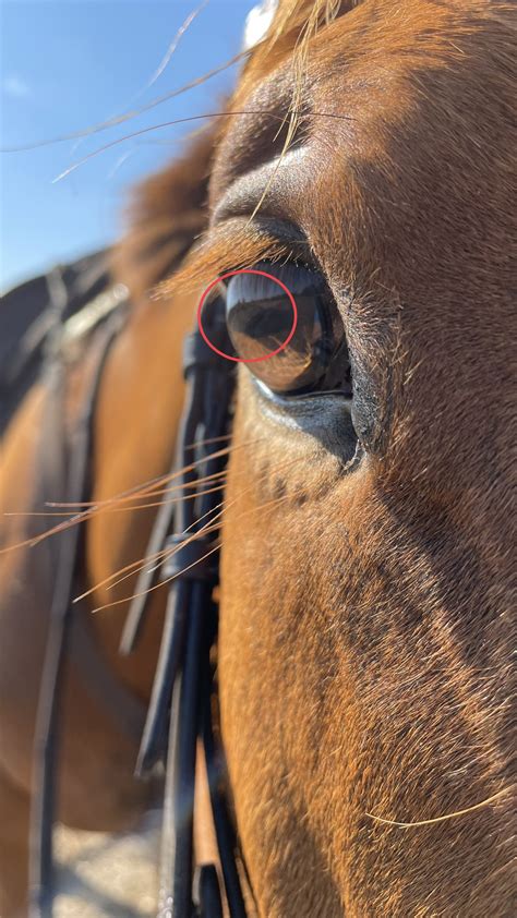 Corpora Nigra cyst - experience? opinion? (pics) - Horse Care ...