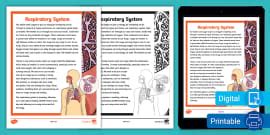 Fifth Grade Respiratory System Reading Passage Comprehension Worksheet
