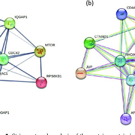Image result for STRING Protein Interactions