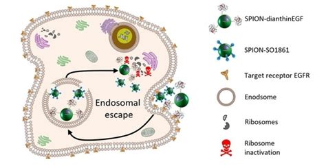 Nanomaterials | Special Issue : Structure and Properties of Functional ...