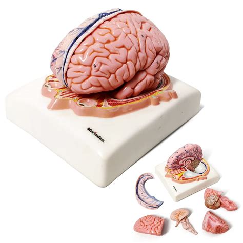 Buy Merinden Painted Human Brain Model with Meningeal and Cranial ...