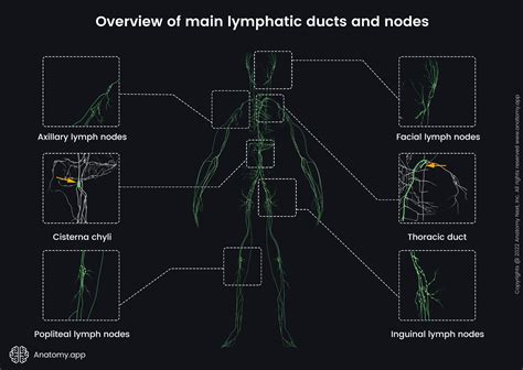 Image result for Lymphatic System Tutorial