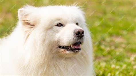 Huge White Fluffy Dog