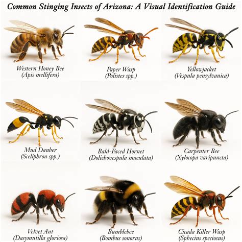 Stinging Insect Identification Guide for Arizona: Bees, Wasps, Hornets & More