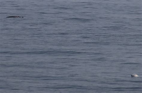 Out Of The Depths: Sowerby’s Beaked Whales In The Wilmington Canyon ...