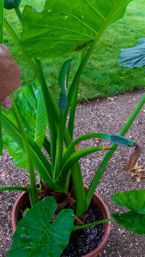 Elephant Ear Flowers - LAND DESIGNS UNLIMITED LLC