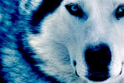 Wallpaper : wolf, nose, dark blue, Siberian Husky, eye, puppy, vertebrate, organ, close up, dog ...
