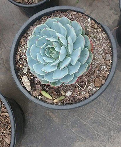 Seedlings india succulents Echeveria elegence Live Plant : Amazon.in ...