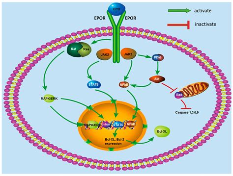 Erythropoietin Pathway: A Potential Target for the Treatment of Depression