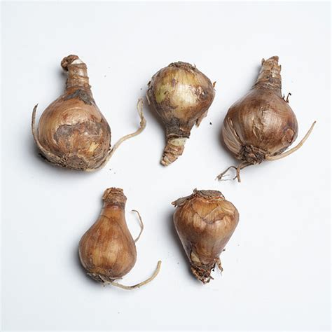 Elegant Eucharis White Flowers: Exquisite Bulbs for Your Garden