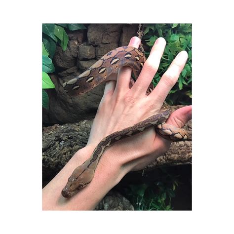 Image result for Hatchling Reticulated Python