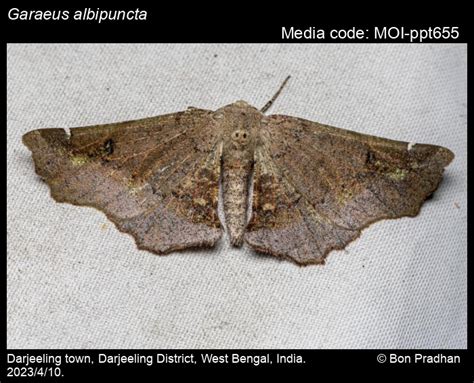 Garaeus albipuncta (Warren, 1896) - | Moths