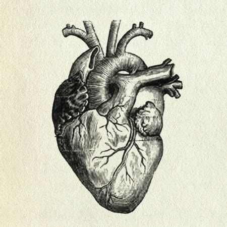 Human Heart Drawing Easy 的图像结果
