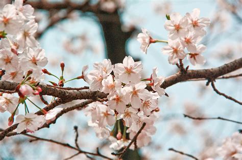 中国最美的樱花要开了 择一处赏樱不负好春光_凤凰旅游