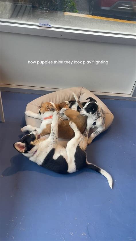 Image result for Terrifying Pit Bull