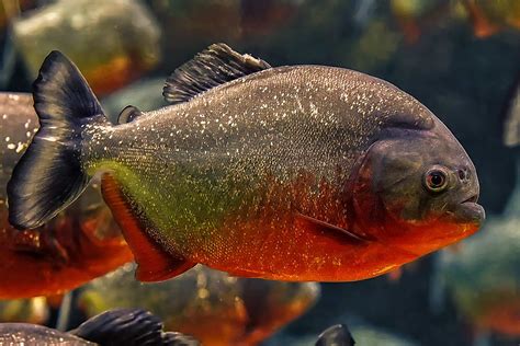 Image result for Fish Facts