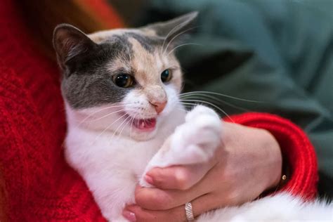 Image result for Scared Scratch Cat