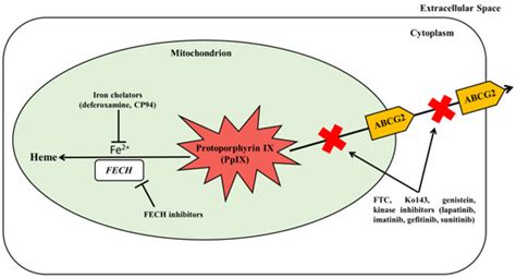 5-Aminolevulinic Acid as a Theranostic Agent for Tumor Fluorescence ...