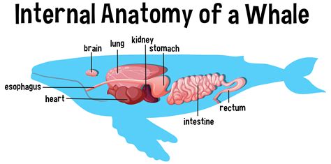 Blue Whale Dissection