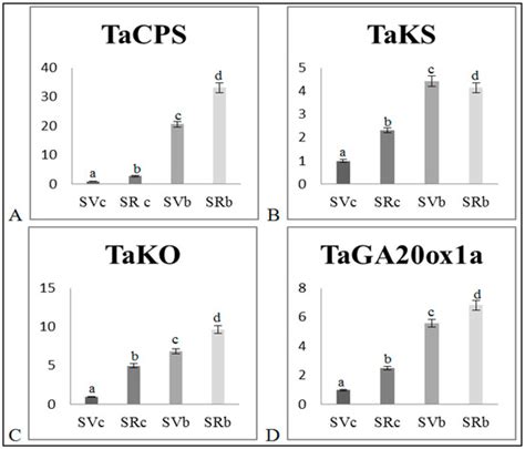 Response of Ancient and Modern Wheat Varieties to Biochar Application ...