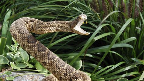The Evolution Of Venom: How Nature’s Deadliest Weapon Refined Itself