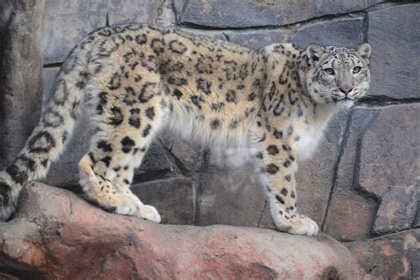 Snow Leopard Full View
