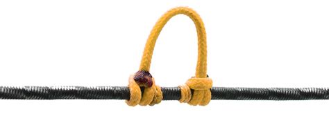 Image result for D-loop Length