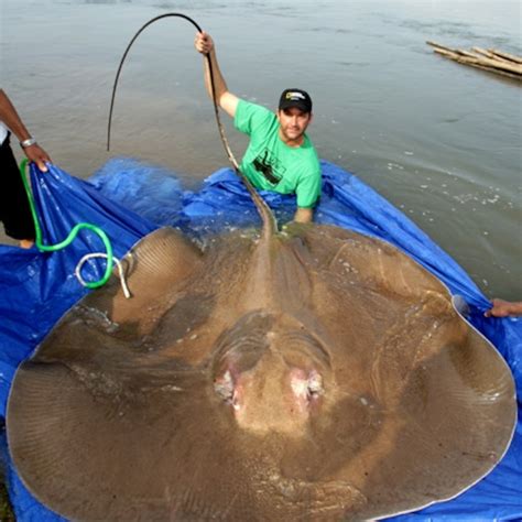 Freshwater Stingray Barb