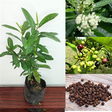 GOLDEN BLOOM Spich Plants (All Spice Plant) ' Air Layering ' AllSpice ...
