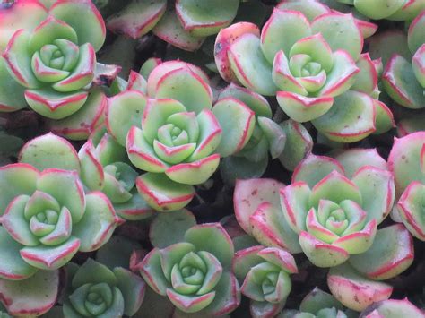 Aeonium Haworthii: ¡Cuidados y curiosidades!