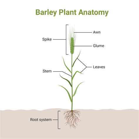 Barley Plant Anatomy | BioRender Science Templates
