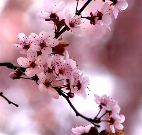 Flowering Plum Tree 的图像结果