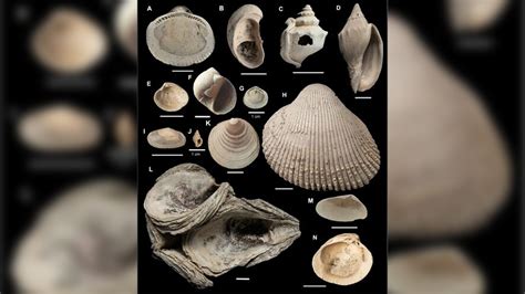 Image result for Rarest Fossils