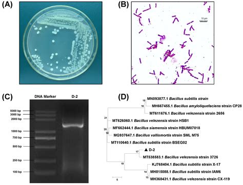 Isolation of Bacillus velezensis from Silage and Its Effect on Aerobic ...