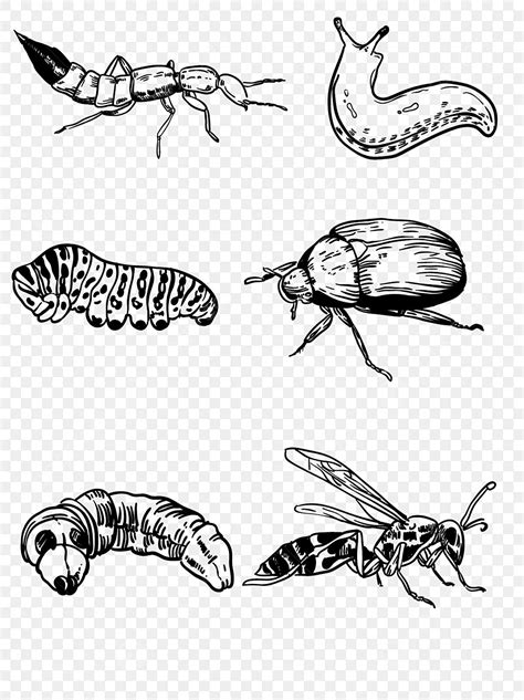 Image result for Insect Drawing